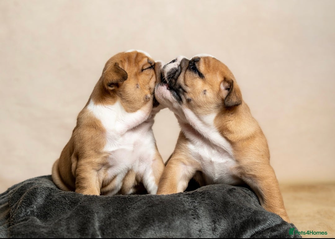 English Bulldog dogs for sale: Beautiful British Bulldog’s  - Image 13