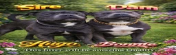 Staffordshire Bull Terrier dogs for sale: Pregnancy confirmation for kc blue staffys - Advert 3