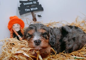 Cavapoo dogs - Advert 3