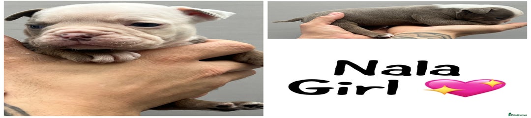 Olde English Bulldogge Nala