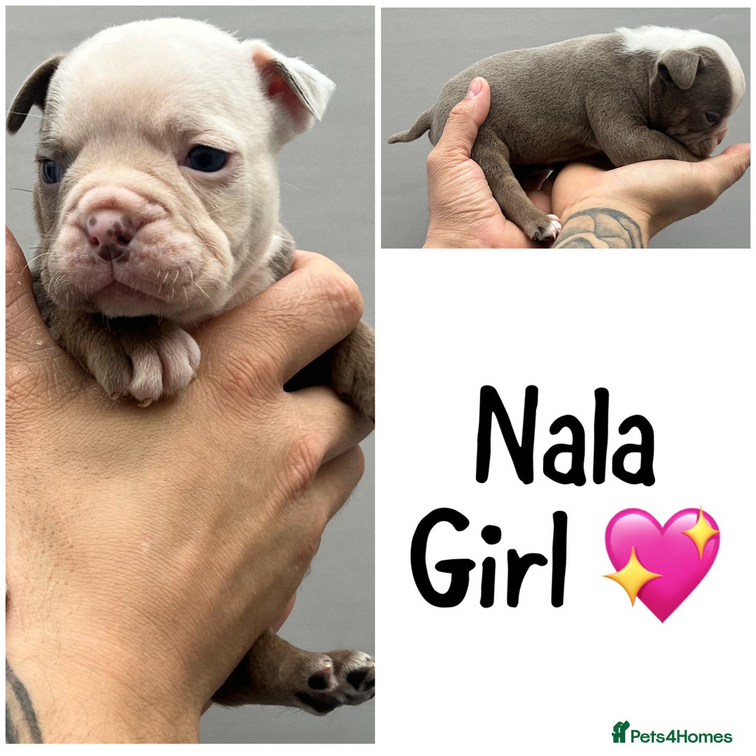 Olde English Bulldogge dogs for sale: Beautiful old English bulldog puppies  - Image 3