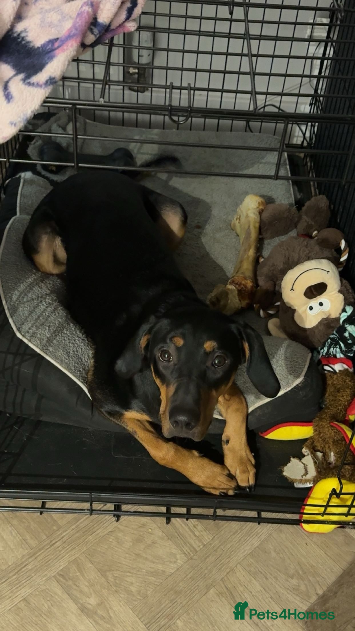 Mixed Breed dogs Millie for a loving Home  - Advert 4