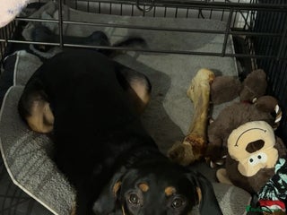 Mixed Breed dogs Millie for a loving Home - Advert 1