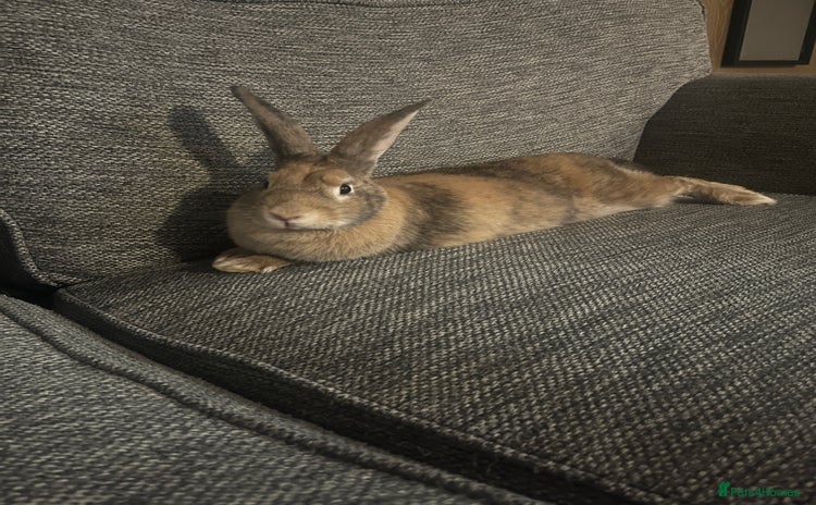 Harlequin rabbits - Advert 1