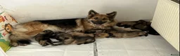 German Shepherd dogs for sale: German Shepherd pups - Advert 13