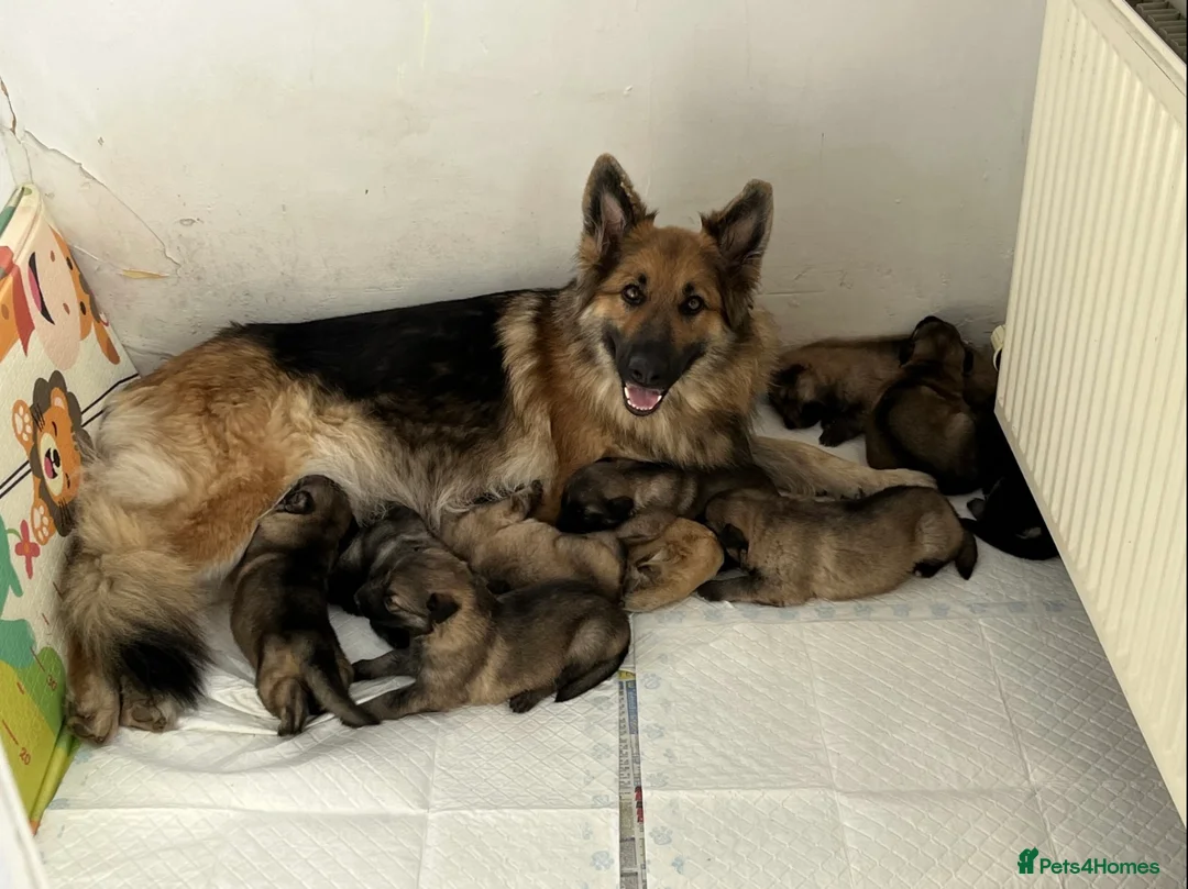 German Shepherd dogs for sale: German Shepherd pups - Advert 13