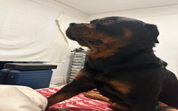 Rottweiler dogs for stud: Rottweiler Dog for Stud - Image 6