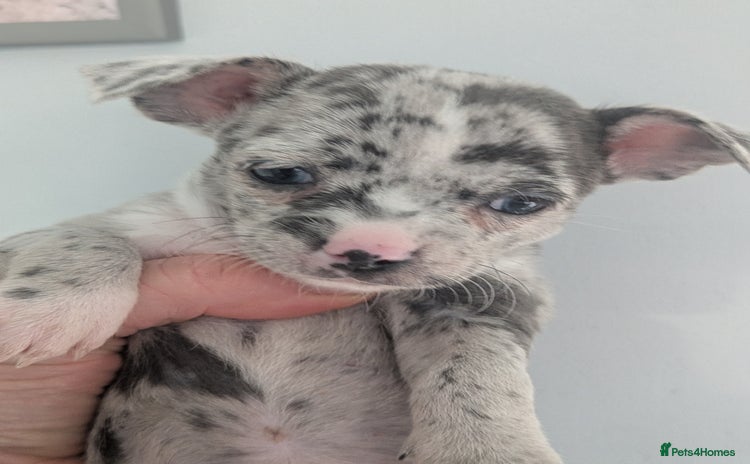 Chihuahua dogs Stunning merle Chihuahua puppies  - Advert 3