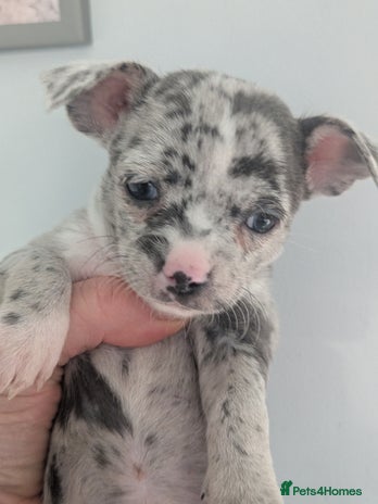 Chihuahua dogs Stunning merle Chihuahua puppies - Advert 6