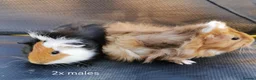 Guinea Pig rodents for sale: Baby Guinea Pigs Ready now in Glastonbury - Advert 6