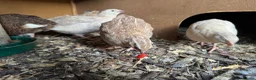 Quail poultry for sale: Starter Flock of Japanese Coturnix Quails - Advert 6
