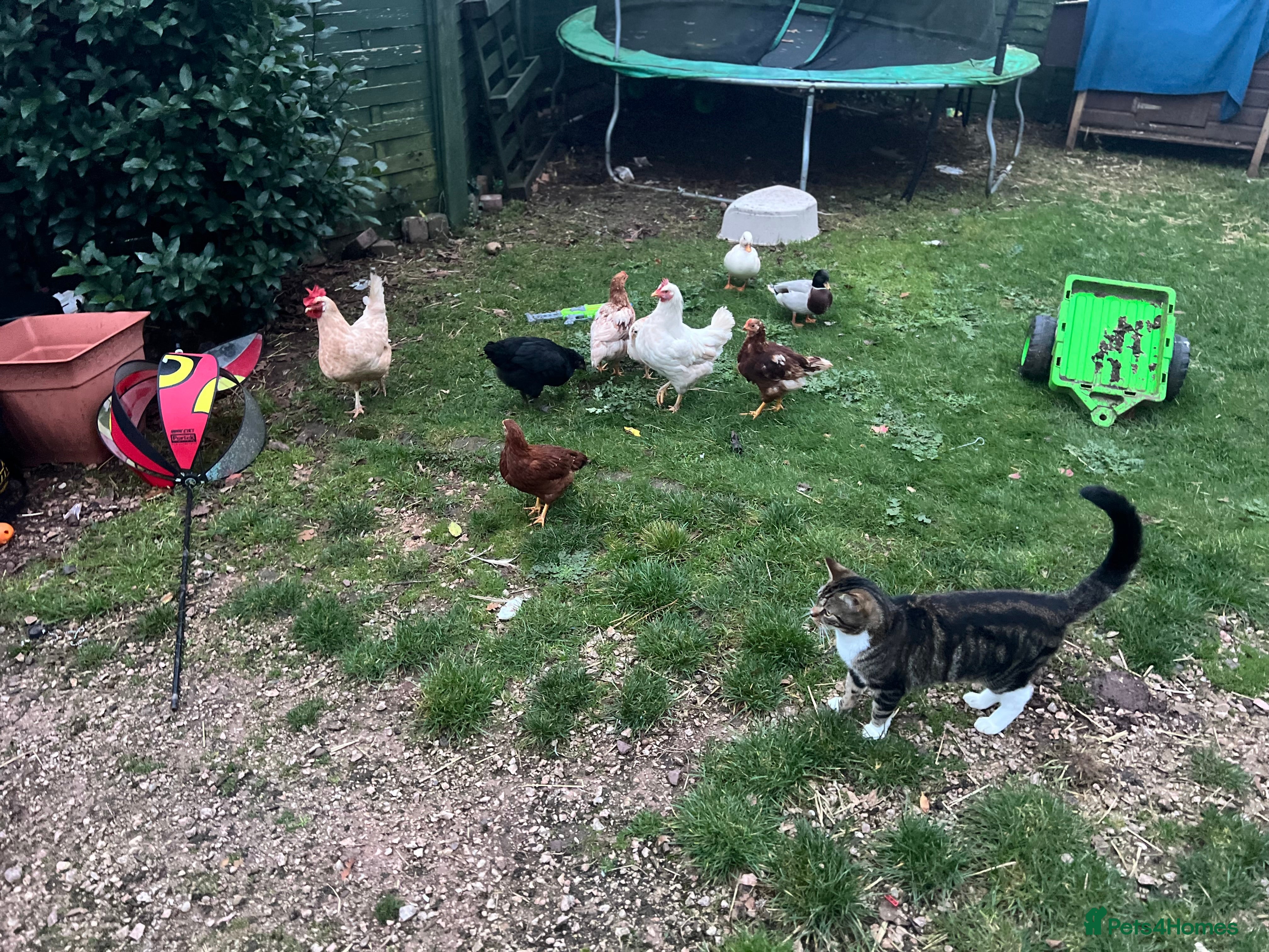 Chickens poultry Five chicks for sale - Advert 1