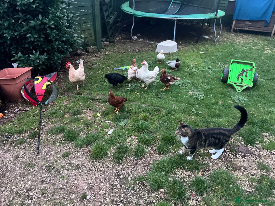 Chickens poultry for sale: Five chicks for sale - Advert 1