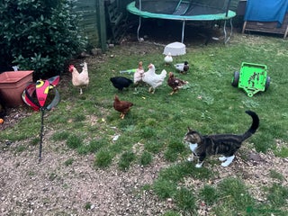 Chickens poultry Five chicks for sale - Advert 1