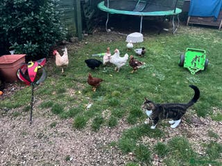 Chickens poultry Five chicks for sale - Advert 12