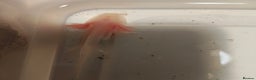 Axolotl reptiles for sale: 3 month old axolotls - Advert 3