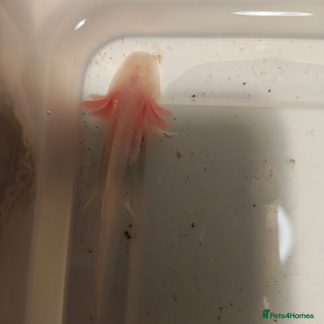 Axolotl reptiles for sale: 3 month old axolotls - Advert 3