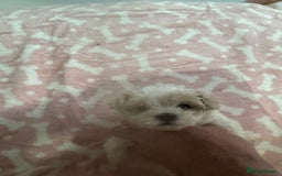 Maltipoo dogs for sale: Multipoo puppys - Image 2