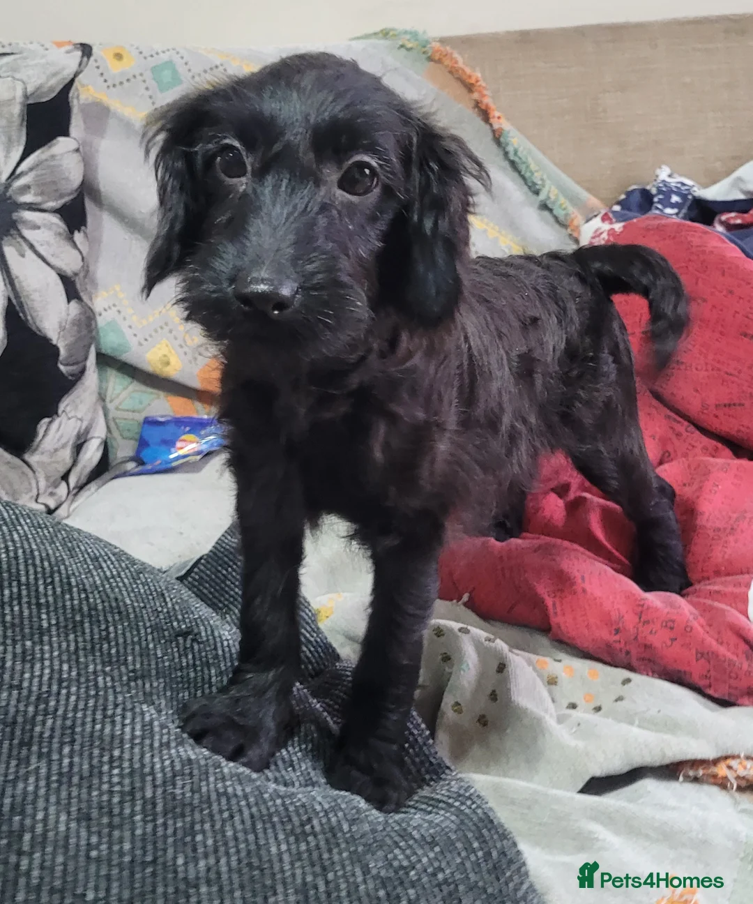 Labradoodle dogs for sale: Labradoodle puppies - Advert 17