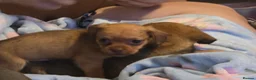 Mixed Breed dogs for sale: Mini schweenies ready to go - Advert 7