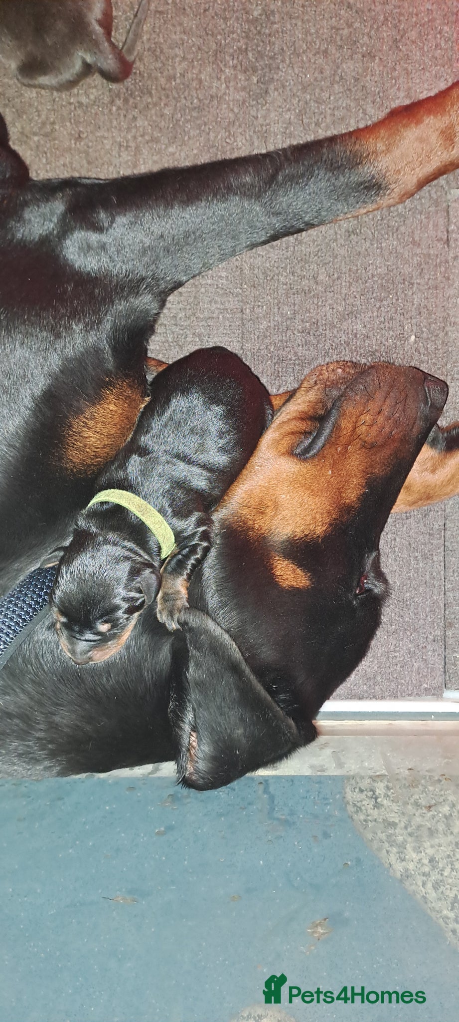 Dobermann dogs Doberman puppies  - Advert 3