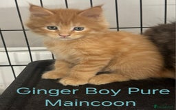 Maine Coon cats for sale: Maincoon Kitten For Sale - Image 11