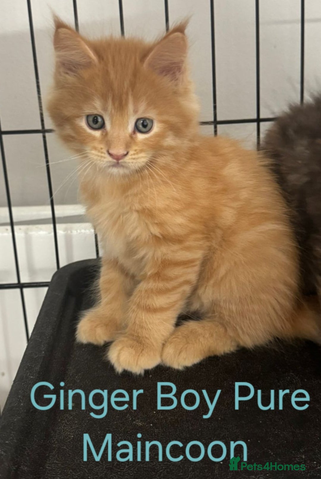 Maine Coon cats for sale: Maincoon Kitten For Sale - Image 11