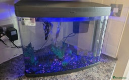 Angelfish fish for sale: 64 litre tropical fish and tank - Image 3