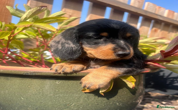 Dachshund dogs - Advert 3