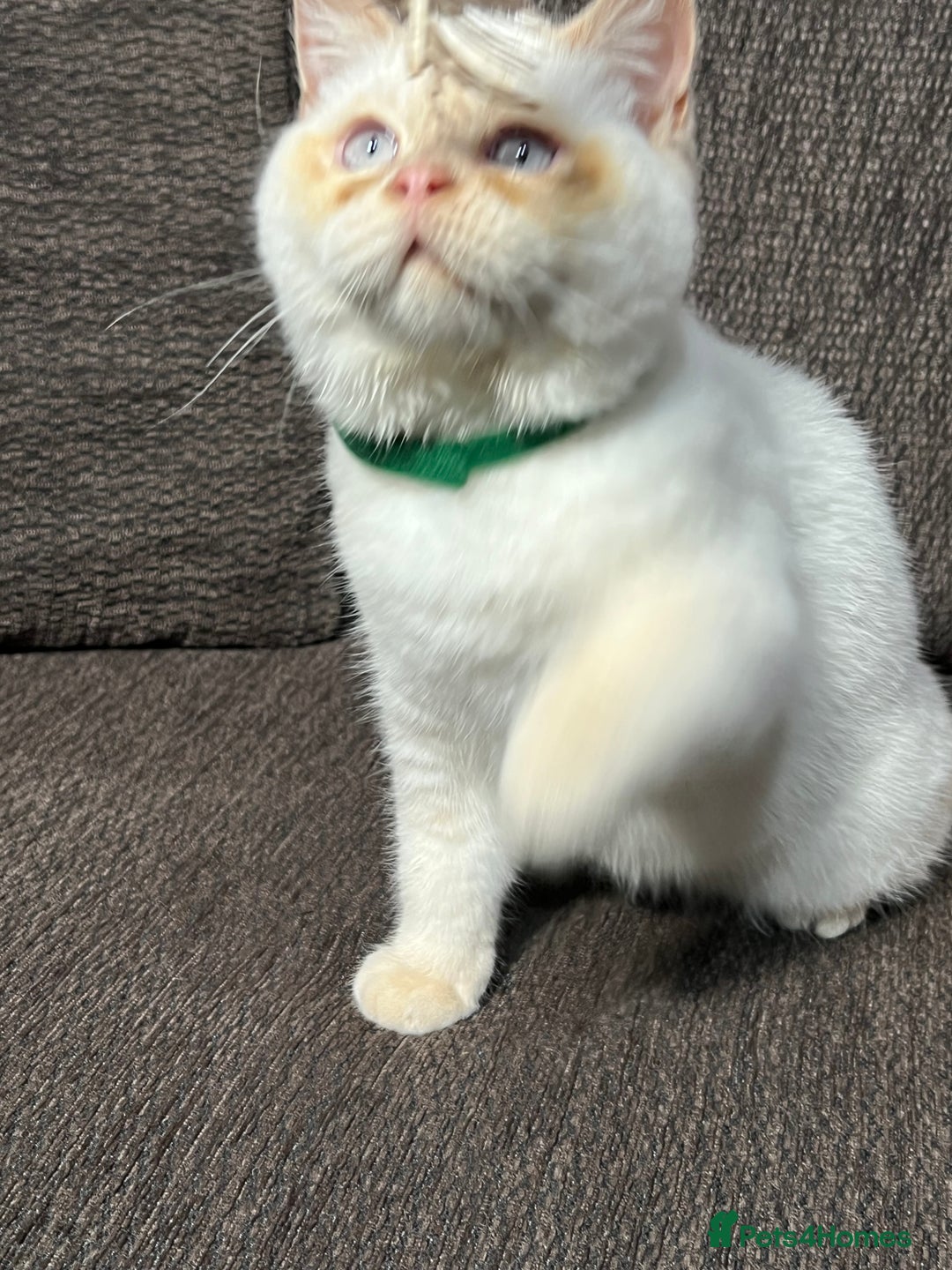British Shorthair cats for sale: British Longhair & British Shorthair. - Advert 8