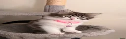 Mixed Breed cats for sale: Fluffy Persian Chinchilla × Turkish Angora Kittens - Advert 8