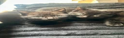Mixed Breed cats for sale: Gorgeous kittens  - Advert 3