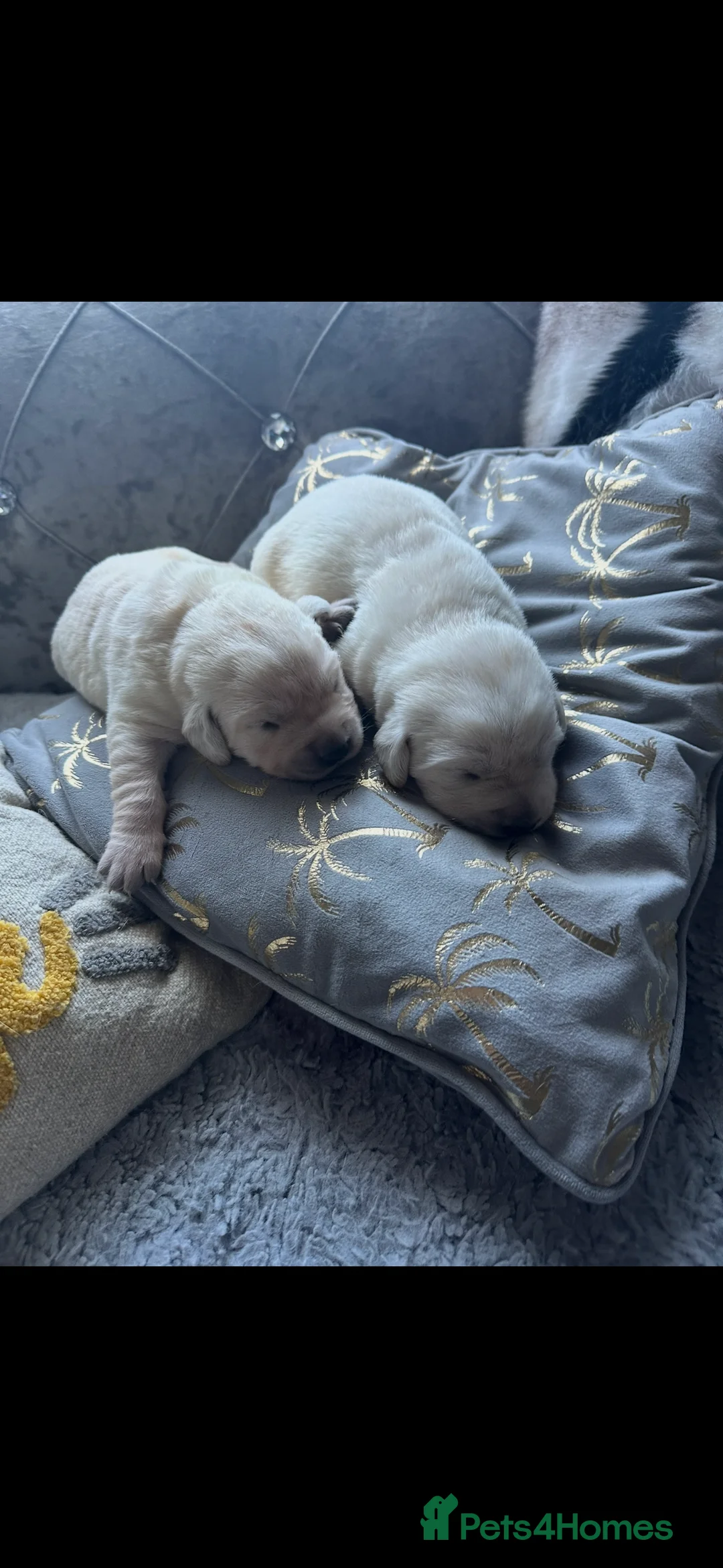 Labrador Retriever dogs for sale: Lablador Retriever - Advert 2