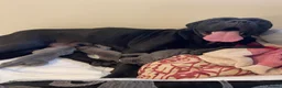 Cane Corso dogs for sale: 8+ Gen Cane Corso Pups - Advert 4