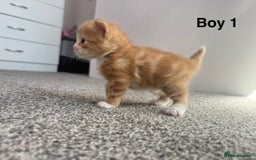 Mixed Breed cats for sale: X2 Beautiful fluffy ginger boys  - Image 4