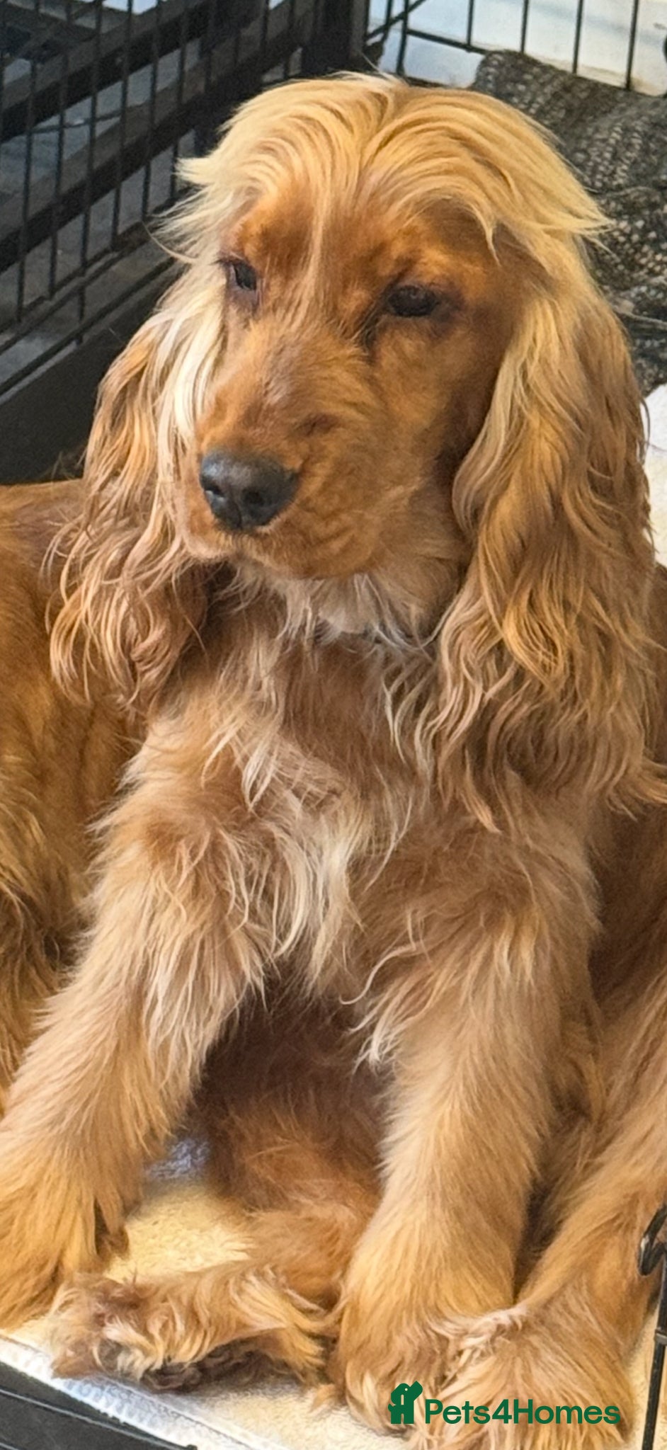 Cockapoo dogs F1 cockapoo puppies(mother show type) - Advert 1