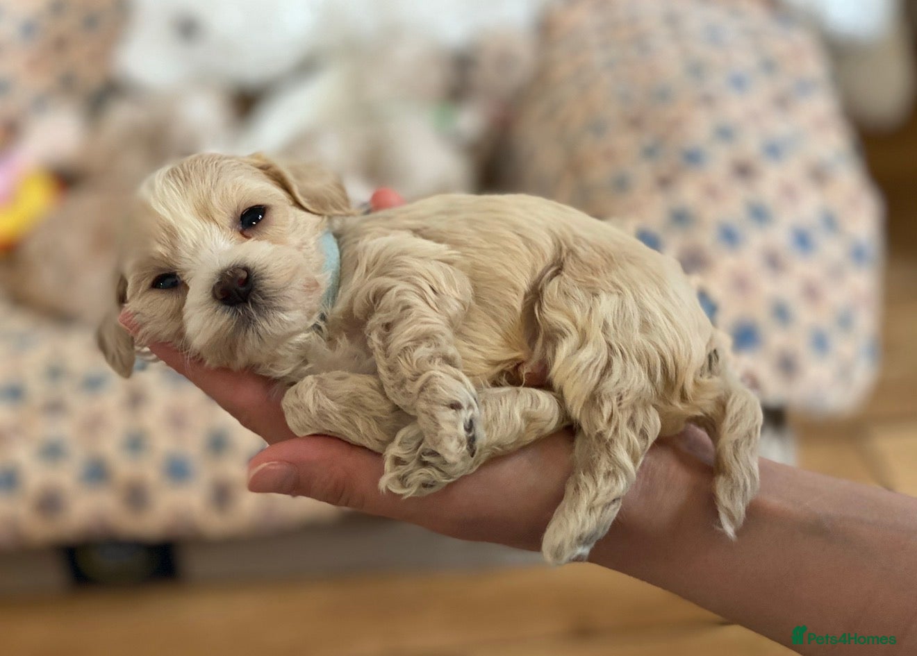 Maltipoo dogs * Tiny Korean Maltipoo Babies * - Advert 8