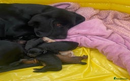 Mixed Breed dogs for sale: Bassett hound - Image 10