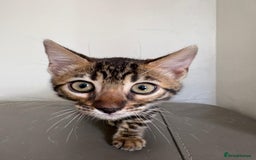 Bengal cats for sale: Pure bred bengal kittens - Image 10
