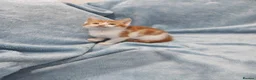 Mixed Breed cats for sale: 8 WEEKS OLD FLUFFY Kittens VIDEOS - Advert 9