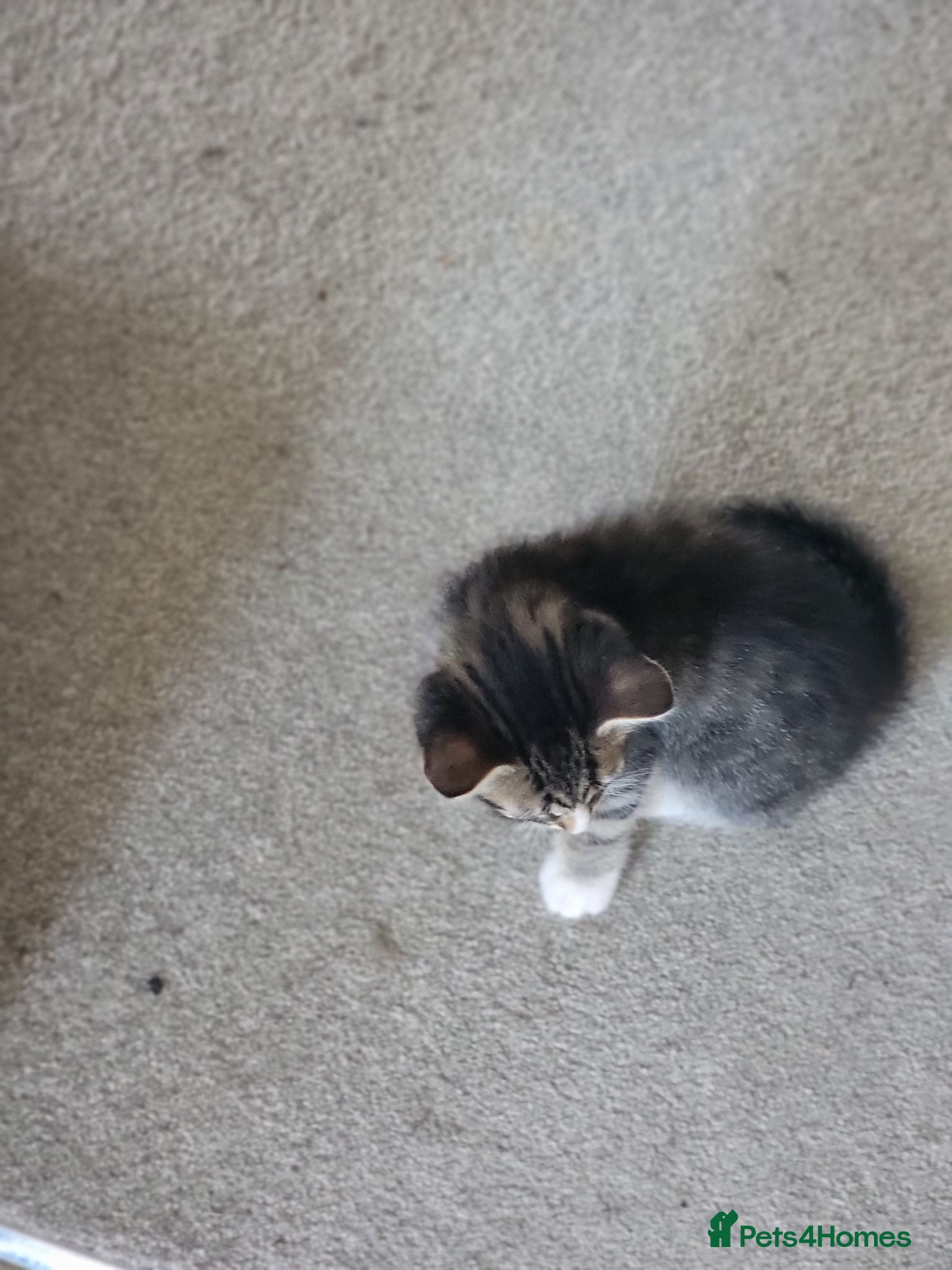 Mixed Breed cats Kittens ready now - Advert 7
