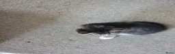 Mixed Breed cats for sale: Kittens ready now - Advert 1