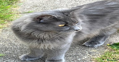 Maine Coon cats in Watford - Advert 4