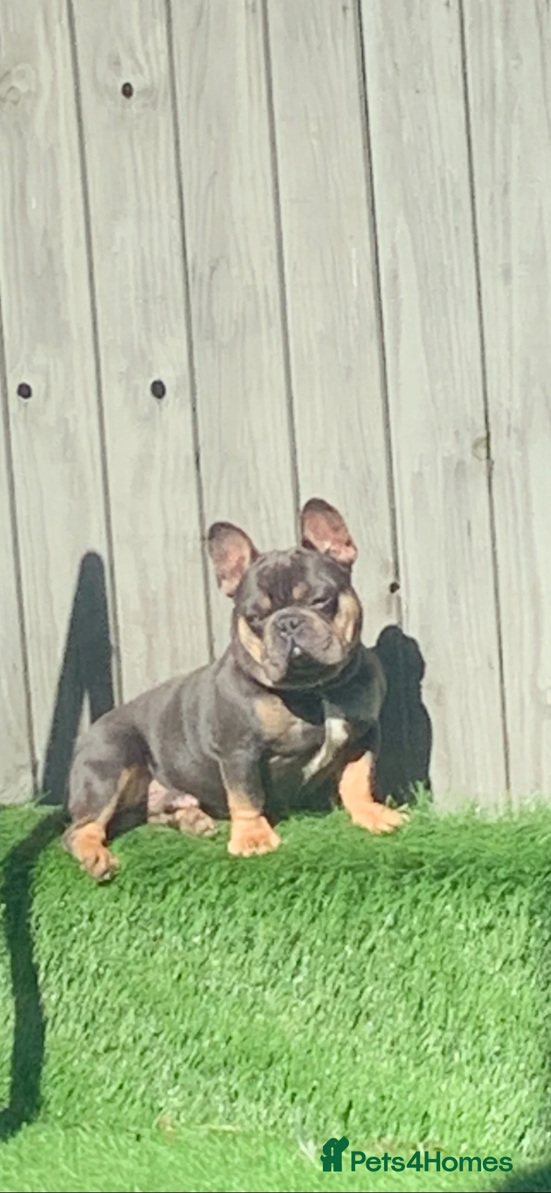 French Bulldog dogs for sale: Forever home needed for this big beautiful boy in Paignton - Advert 4