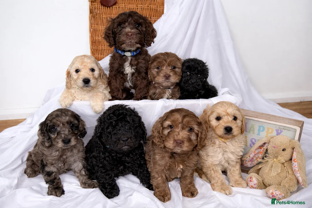 Cockapoo dogs for sale: Cockapoo puppies  - Advert 2