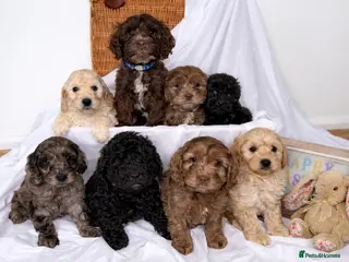 Cockapoo dogs Cockapoo puppies - Advert 5