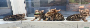 Bengal Kitten 3