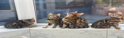 Bengal cats for sale: Bengal kittens - Advert 7