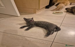 British Shorthair cats for sale: Male British Shorthair kittens - Image 5