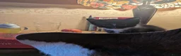 Mixed Breed cats for sale: Kittens for sale  in Stoke-on-Trent - Advert 7